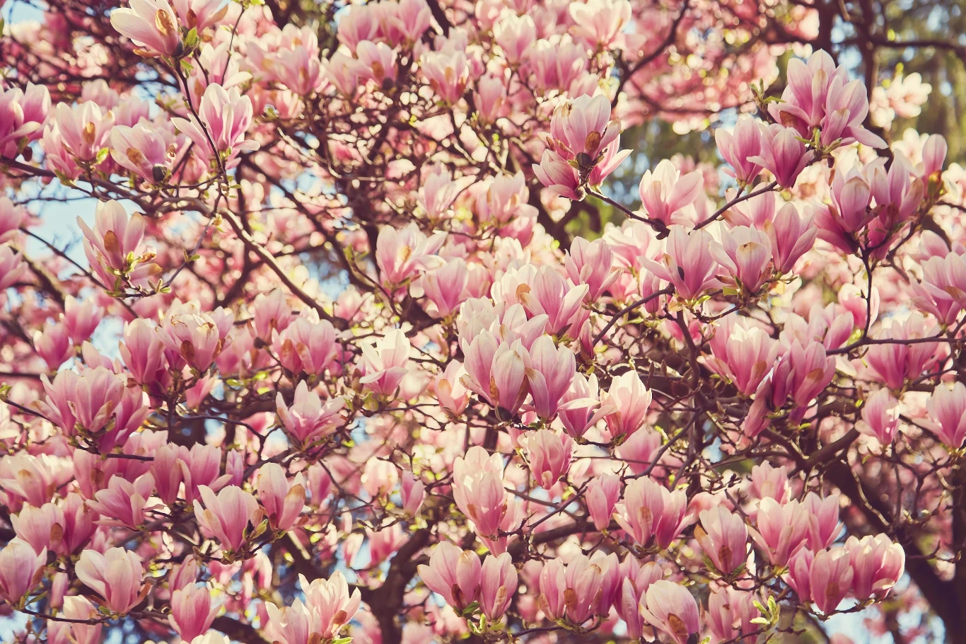 Magnolie nie lubią cięcia. Magnolie nie lubią cięcia.