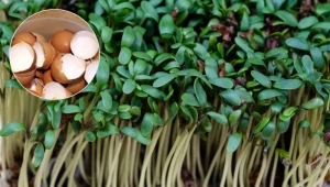 Możesz przyspieszyć wzrost rzeżuchy. Spryskuj ją tym, a na święta będzie wysoka i bujna