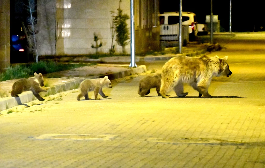 Niedźwiedzie brunatne na ulicach tureckiego miasta Sarikamis 
