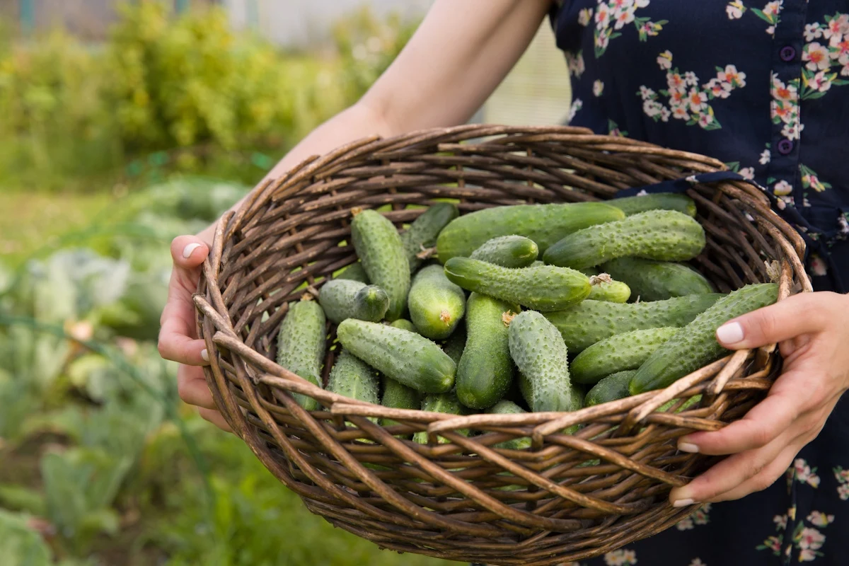 Ogórki gruntowe wschodzą szybko. Zwłaszcza jeśli przed sadzeniem ich nasiona zostaną namoczone