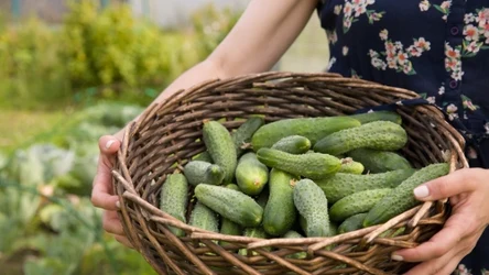 Wystarczy tani produkt z apteki, by plony się udały. Sprawdź, jak wykonać oprysk z jodyny na ogórki.