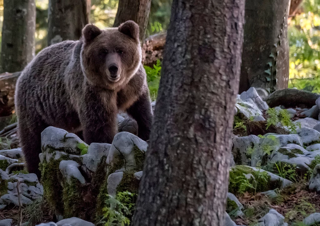 Niedźwiedź brunatny sfotografowany w lesie niedaleko Lublany w Słowenii
