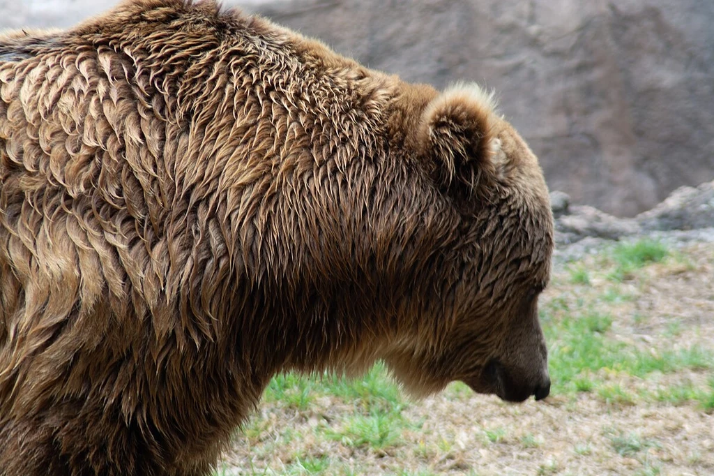 Niedźwiedzie brunatne coraz częściej wchodzą w relacje z ludźmi