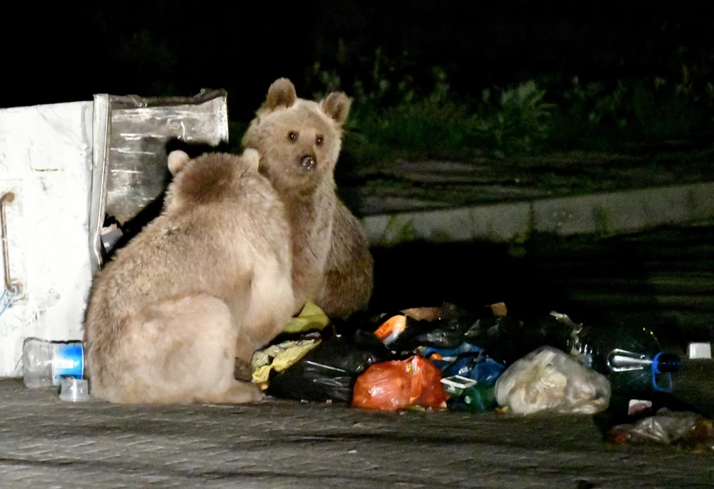 Niedźwiedzie buszujące w śmietnikach w Turcji