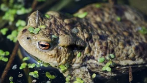 W Polsce jest mniej żab niż 10 lat temu. Problemu należy szukać w wodzie
