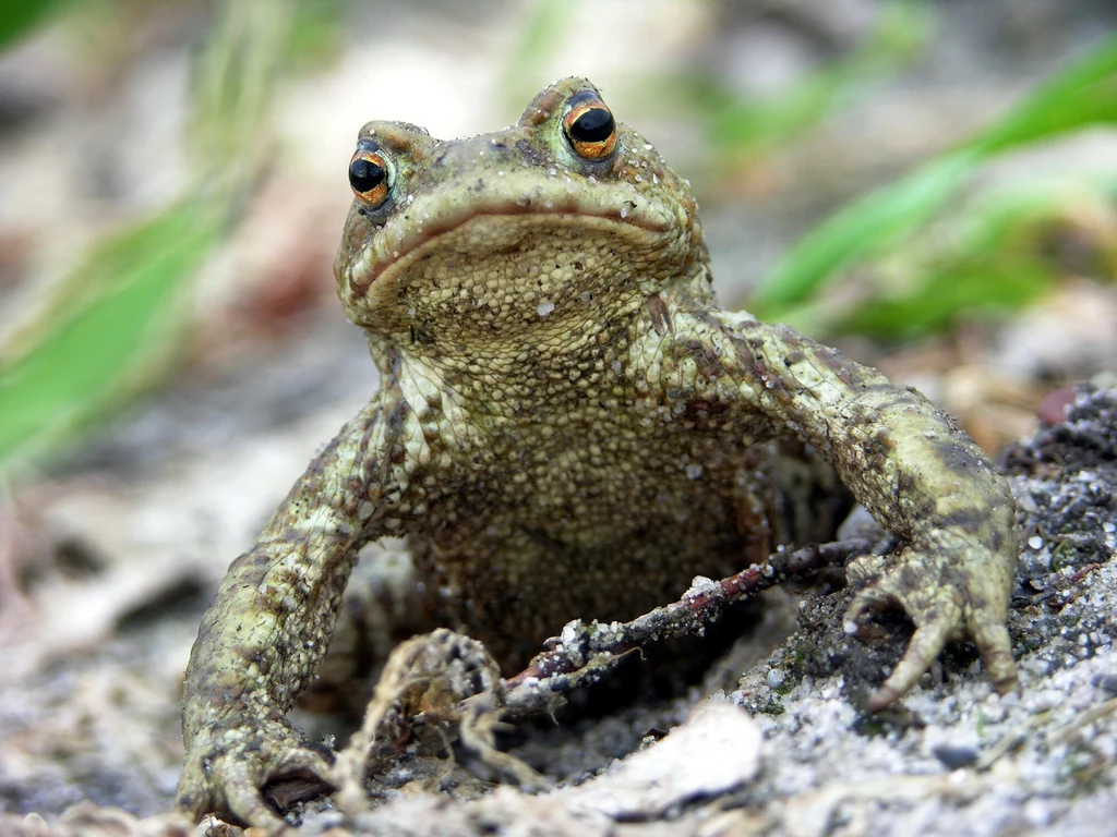 W Polsce największy spadek notują obecnie żaby brunatne jak i ropuchy szare ze względu na to, że jeszcze około 20 lat temu ich liczebność była lokalnie zauważalna.