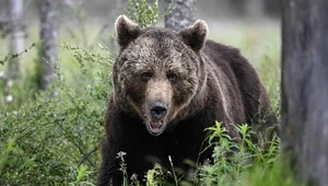 W Słowacji dochodzi do coraz większej liczby konfliktów między niedźwiedziami a człowiekiem. Jaka jest tego przyczyna?
