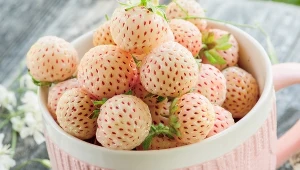 Biała truskawka jest nawet lepsza od czerwonej. Zrób tak, a będzie bujnie owocowała