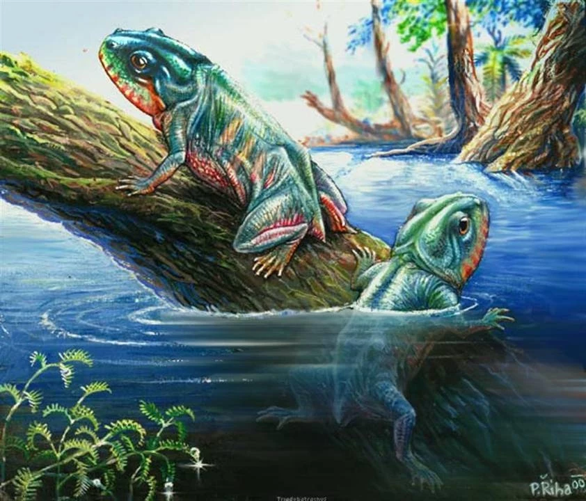 Najwcześniejsza znana żaba Triadobatrachus miała jeszcze ogon