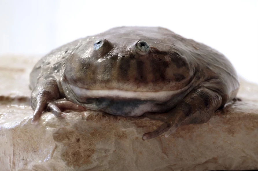 Napastnica granchacońska - najbliższa krewniaczka wymarłej beelzebufo