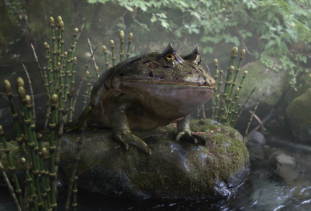 Rekonstrukcja beelzebufo - największej żaby świata