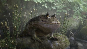To nie żaba, to monstrum wielkie jak pies. Beelzebufo pożerała dinozaury