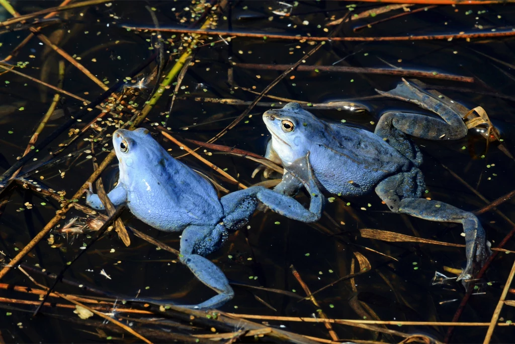 Żaby moczarowe stają się w pewnym momencie niebieskie