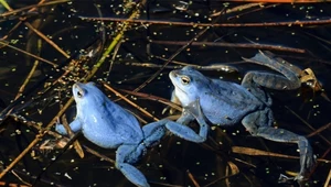Obrazek jak z bajki. Polskie żaby robią się niebieskie jedna po drugiej