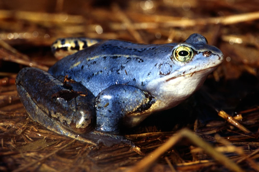 Samca żaby moczarowej w okresie godowym nie sposób pomylić z samicą