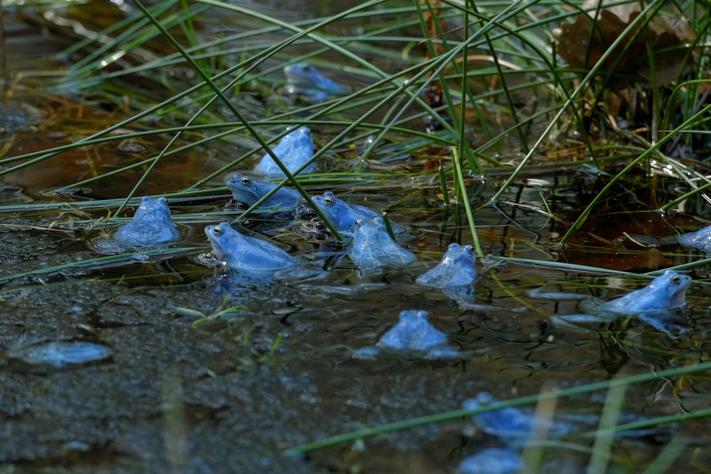 Wspaniały spektakl z początkiem kwietnia. Grupowe gody samców żaby moczarowej