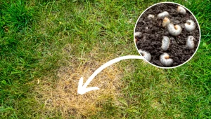 Już pojawiają się w ogrodach. Zacznij działać szybko, nim zniszczą wszystkie rośliny