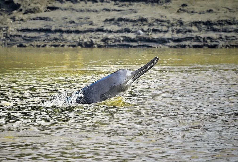 Delfin gangesowy zwany suzu - to paradoksalnie z nim najbliżej spokrewniony był kopalny delfin z Amazonki