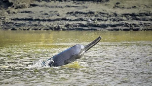 Ogromny delfin rzeczny znaleziony w Peru. Bliżej mu do Azji niż Amazonii