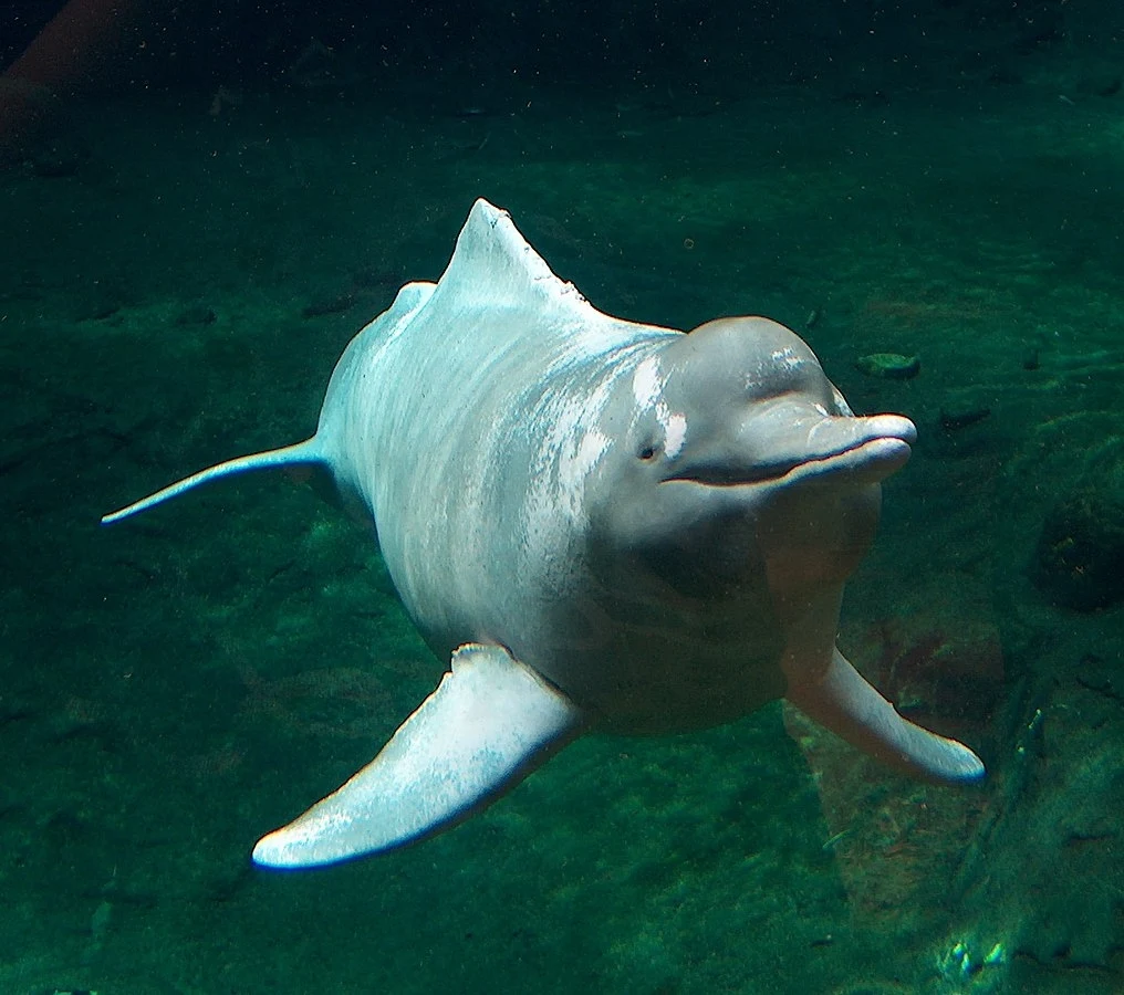 Inia amawońska - słodkowodny delfin z Ameryki Południowej