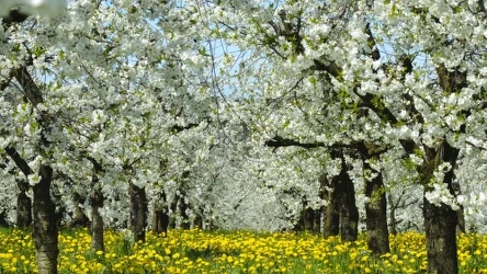 Wielkanoc 2024 roku może być znacznie cieplejsza niż można się spodziewać. Według IMGW temperatury mogą sięgnąć około 20 stopni Celsjusza