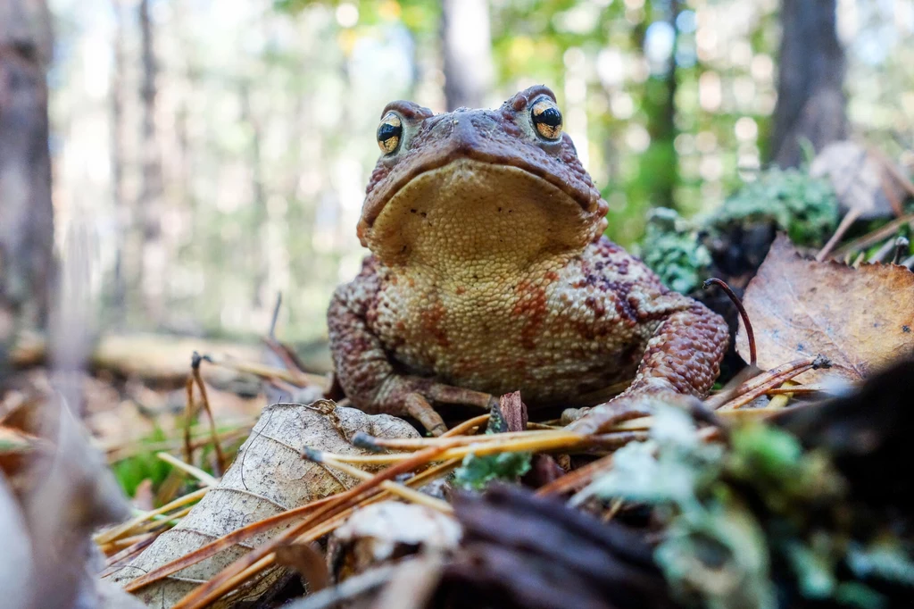 M.in. z powodu utraty siedlisk maleje polska populacja płazów, w tym żab i ropuch