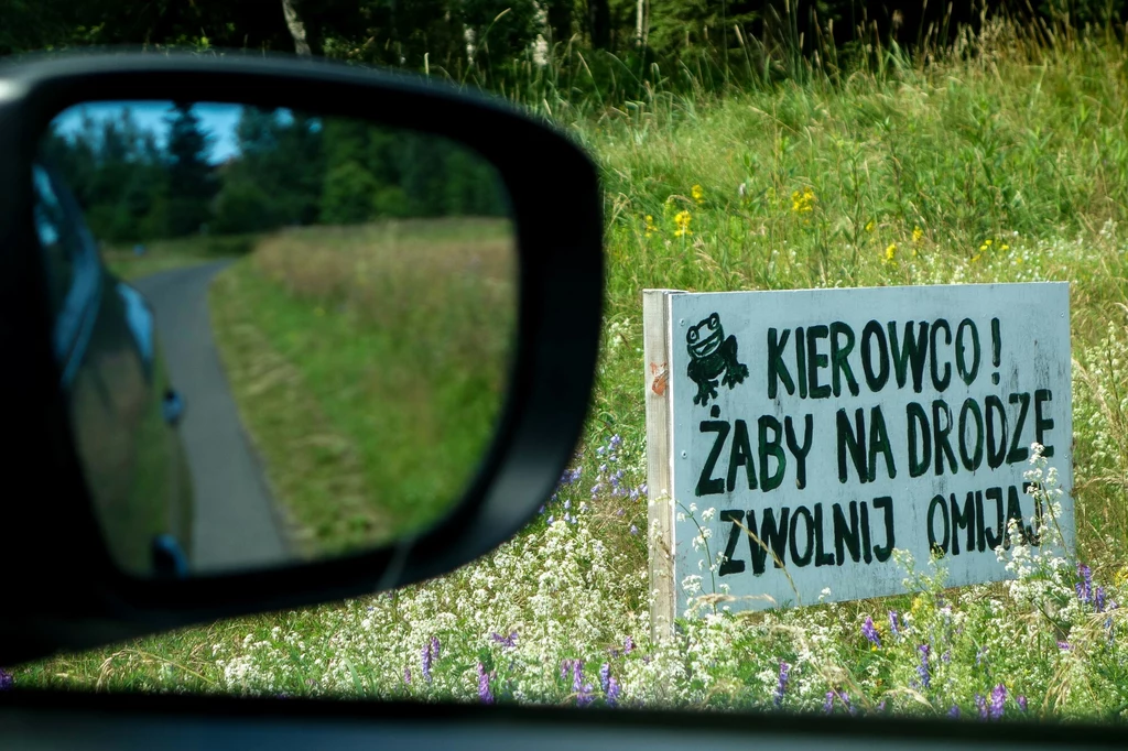 Ochrona polskich żab przybiera różne formy. Od edukacji, przez specjalną infrastrukturę, aż po mozolne, ręczne przenoszenie