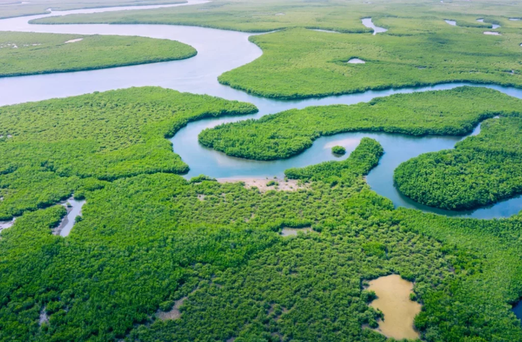 W wodach pradawnej Amazonii żyło wyjątkowe zwierzę