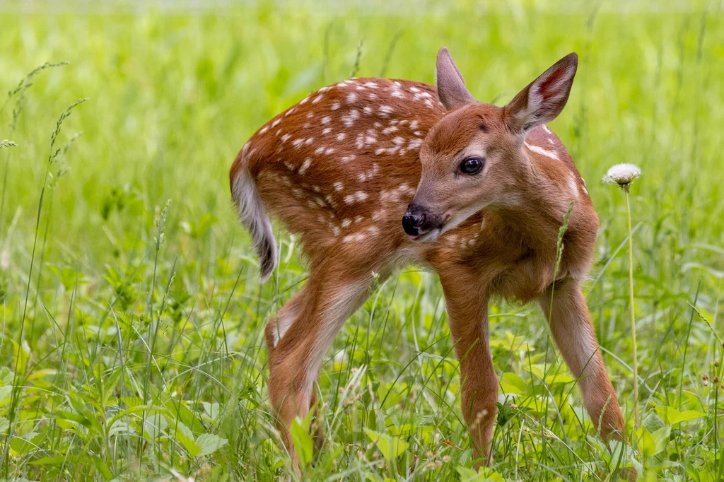 Prawdziwy Bambi - młode mulaka białoogonowego. Zdjęcie z Minnesoty, USA