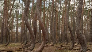 Miejsce w Polsce, gdzie natura łamie prawa fizyki. Zjawisko, które zadziwia