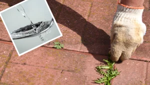 Zrób tę mieszankę i spryskaj kostkę brukową. Bez wysiłku pozbędziesz się chwastów