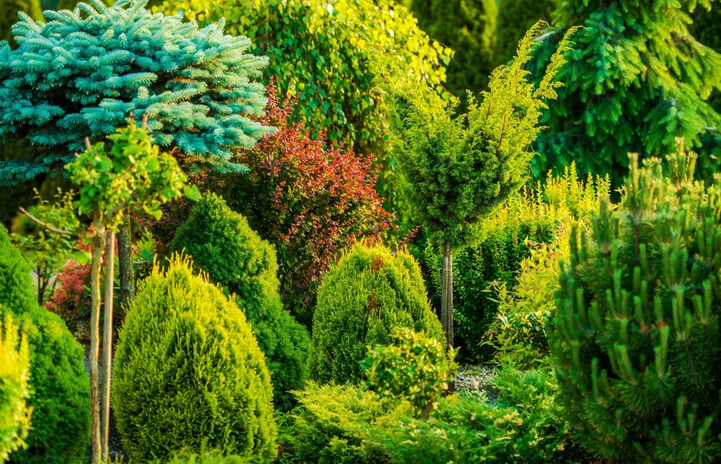 Kolorowy ogród to powód do dumy dla każdego ogrodnika