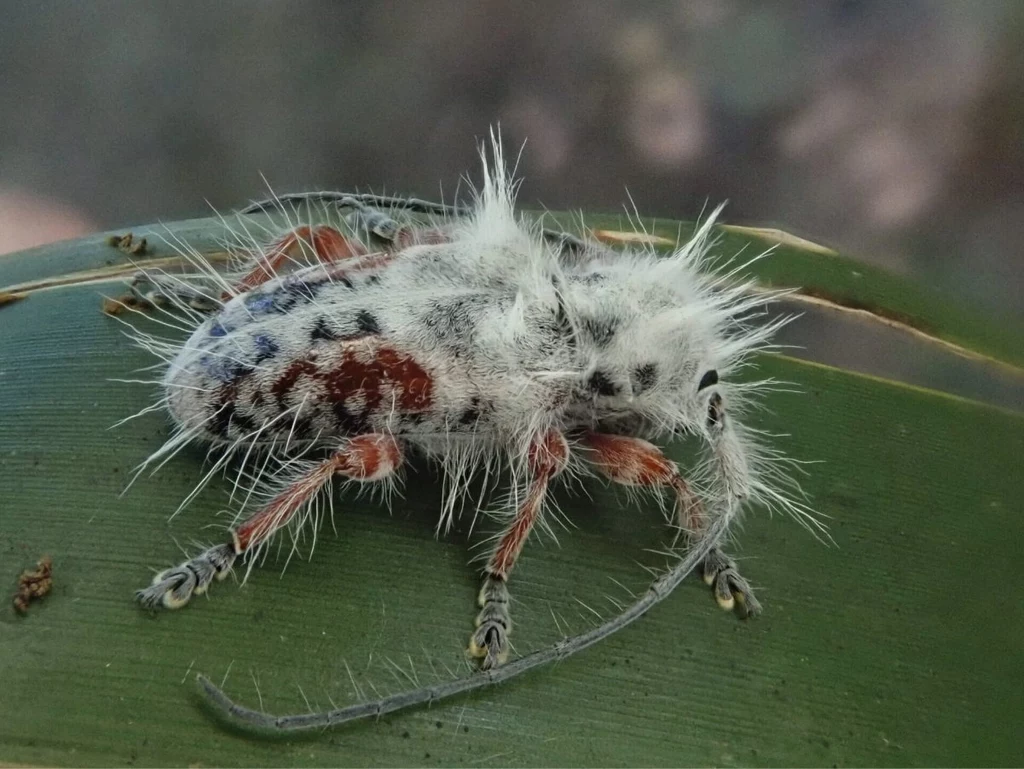 Excastra albopilosa - puchaty chrząszcz z Australii