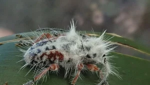 Nadzwyczajny chrząszcz odkryty w Australii. Jest... puszysty i naśladuje "Last of Us"