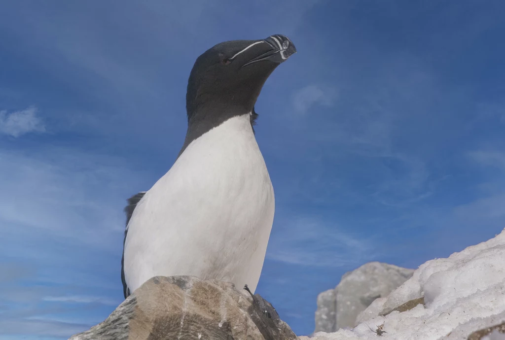 Niedawno w Gdyni odnaleziono ptaka przypominającego pingwina. Okazuje się jednak, że to alka krzywonosa - ptak do niego podobny, i nazywany "pingwinem północy". Nie jest to jednak typowy pingwin