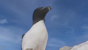 Pingwin na polskiej plaży? Nad Bałtykiem znaleziono dziwnego ptaka