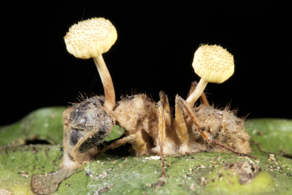Mrówka zaatakowana przez pasożytniczego grzyba z gatunku Ophiocordyceps unilateralis. Ekwadorska Amazonia