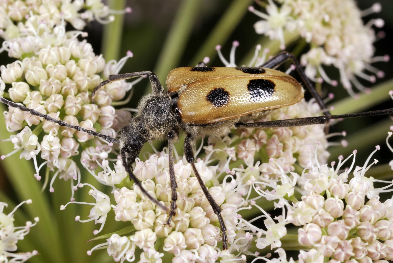 Kwiatomir czteroplamy - jedna z kózek występujących w Polsce Kwiatomir czteroplamy - jedna z kózek występujących w Polsce