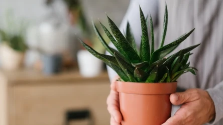 Czy zmienianie miejsc roślinom doniczkowym to dobry pomysł?