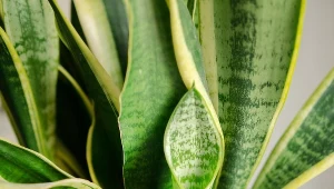 Sansewieria ma miękkie i pofalowane liście? Ta odżywka postawi ją "na nogi"