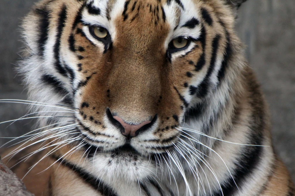 Tygrysica syberyjska tajga z zoo w Chorzowie