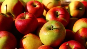 Jabłka z Lidla i Biedronki trafiły do laboratorium. Sprawdzono zawartość pestycydów
