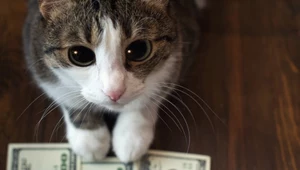 Zdjęcie kota zamiast pieniędzy. Pokaż obraz pupila, a twój dług zostanie umorzony 