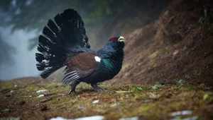 Głuszec to wyjątkowy ptak w polskich lasach. Samce mogą ważyć nawet ponad 6 kilogramów i słyną ze swoich donośnych toków, agresji oraz tańca