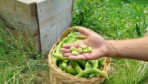 Kiedyś sądzono, że wywołuje koszmary. To prawdziwa bomba witaminowa, lecz sezon trwa krótko 