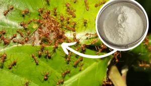 Wypłoszysz mrówki z ogrodu w jeden dzień. Wystarczy, że rozsypiesz to na trawie