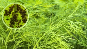 Mszyce więcej nie zbliżą się do koperku. Wystarczy, że wykonasz ten oprysk