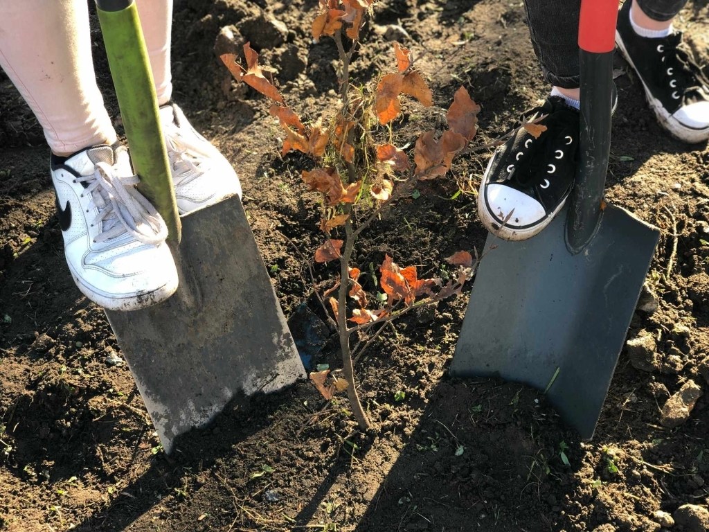 W sobotę 23 marca krakowianie sadzili las Kujawy. Sadzonki pojawiły się obok posadzonego wcześniej lasu Prawiek. Miasto zabrało głos w sprawie zalesiania obszaru obok potencjalnej "bomby ekologicznej"