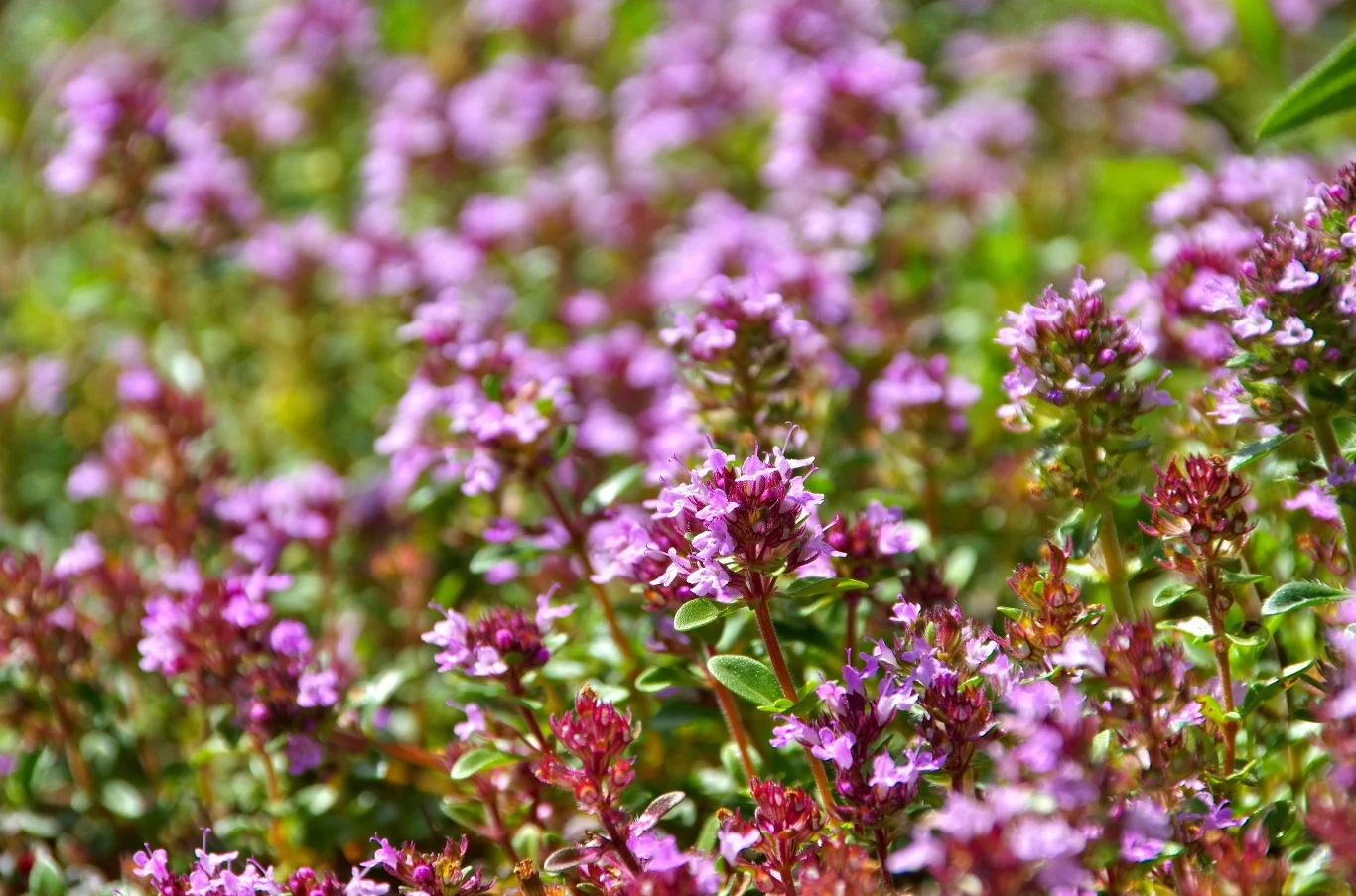Macierzanka piaskowa skutecznie zastąpi klasyczny trawnik.