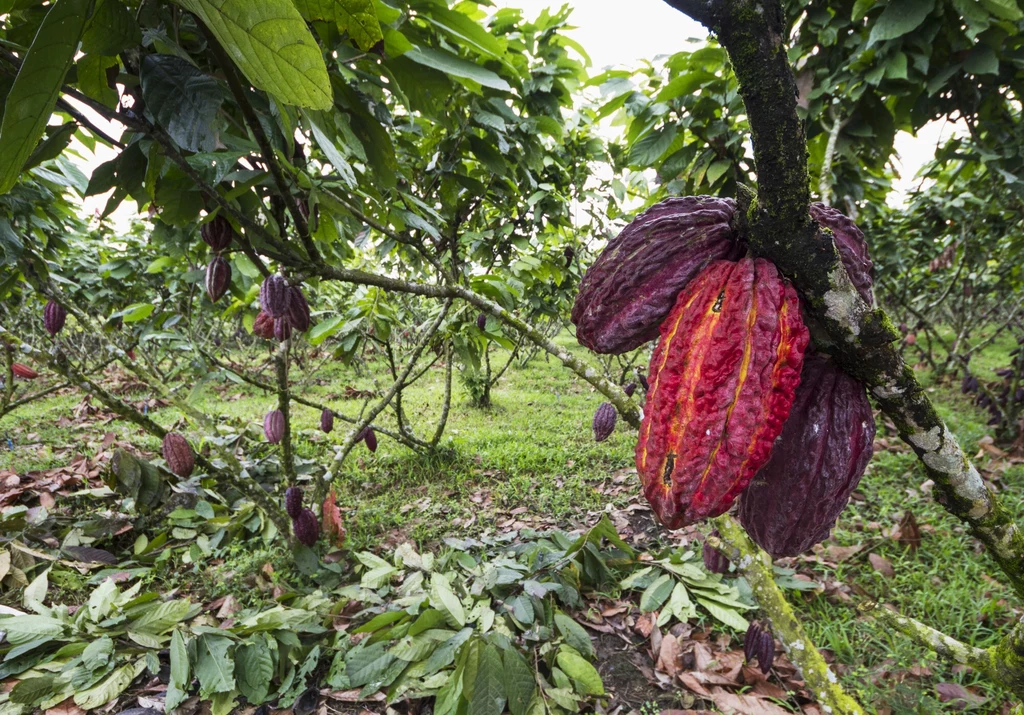 Kakaowce rosnące w jego ojczyźnie, Ekwadorze